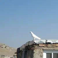 کبوتر فروشی