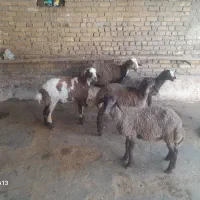 ۴تا بره  سالم و پایه پروار ‌و یک شیشک