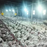 فروش انواع مرغداری|فروش دفتر صنعتی، کشاورزی، تجاری|سبزوار, شهدا|دیوار