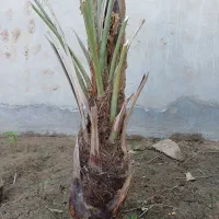 بچه نخل برحی