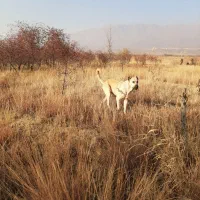 سگ گله|سگ|تسوج, |دیوار