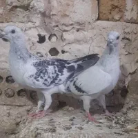 کفتریاکبوتر|پرنده|مشهد, مقصود آباد|دیوار