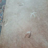 موکت|موکت|کرمانشاه, |دیوار