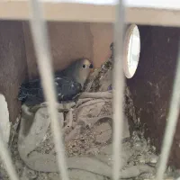 مولد طوطی برزیلی