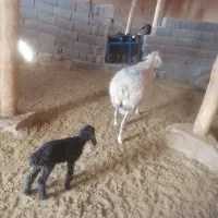 میش بره دار