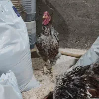 مرغ و خروس ویاندوت