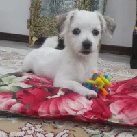 توله سگ ماده جک راسل نژاددار