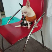 سگ شیواوا ،شیبابا،شی هواهوا،چیواوا|سگ|وحیدیه, |دیوار