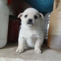 توله ۲ ماهه پامر