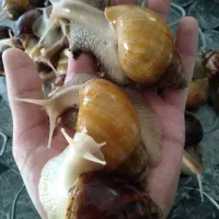 حلزون کلاژن ساز