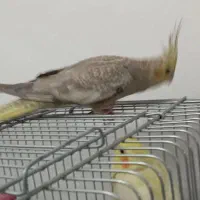 عروس هلندی اهلی