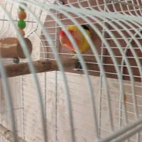 طوطی برزیلی