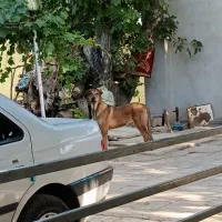 توله پژدر