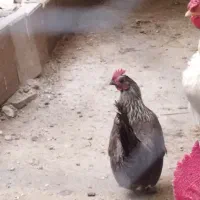 مرغ و خروس چینی