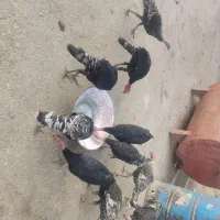 بوقلمون