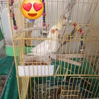 عروس هلندی
