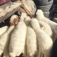 بره کوچک