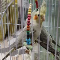 عروس هلندی با مرغ عشق