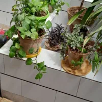 تعدادی گل|گل و گیاه طبیعی|مبارکه, |دیوار