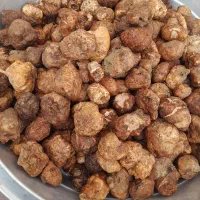 دنبل کوهی درجه یک