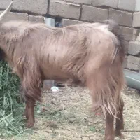 یک راس کهره نر هم گوشتیه هم داشتی