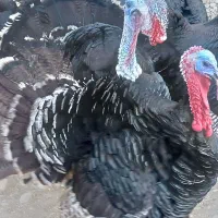 فروش بوقلمون برنز