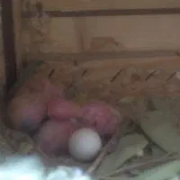 طوطی برزیلی جم|پرنده|جم, |دیوار