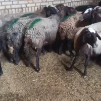 میش افشار