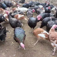 بوقلمون‌‌‌محلی‌کیلوی۲۵۰