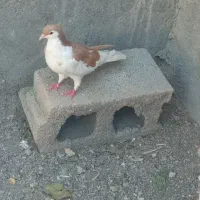 کبوتر چپ