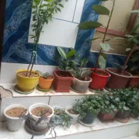 گل طبیعی از100به بالا|گل و گیاه طبیعی|لردگان, |دیوار