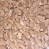 فروش گندم بذری وخوردنی درجه(۱)