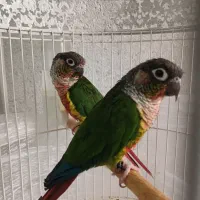 جفت گیرینچک اکستریم