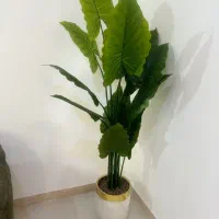 گلدان
