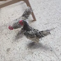 خروس سیبرا