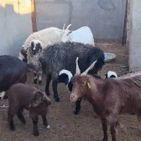 بز ..بره|حیوانات مزرعه|سده (خراسان جنوبی), |دیوار