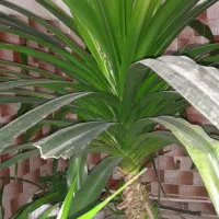 گل پاندانوس|گل و گیاه طبیعی|شهریار, شهریار|دیوار