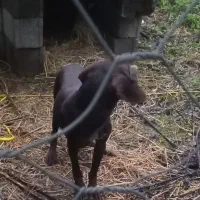 سگ شکاری ماده|سگ|رشت, باهنر|دیوار