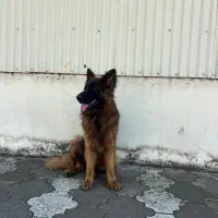 ژرمن شپرد|سگ|کیاشهر, |دیوار