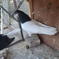 خال سیاه.ساده سیاه