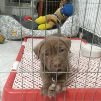 توله پیت بول اصیل رگ خونی