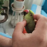 طوطی ملنگو|پرنده|ری, دولت‌آباد|دیوار