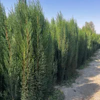 سروناز شیراز