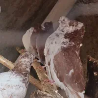 30تا کبوتر سرخ گرگی همه کاکل سرو کله داری