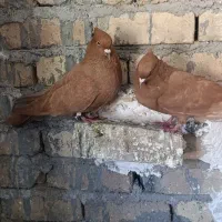 زرد و شو زرد درجه یک|پرنده|بیرانوند, |دیوار