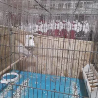 قناری|پرنده|محمدشهر, شهرک پیام (مهرالبرز)|دیوار