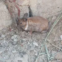 خرگوش ابست|موش و خرگوش|زابل, |دیوار