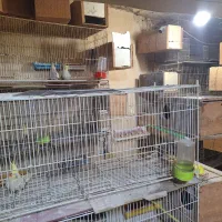 قفس جوجه پران