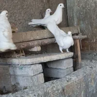 اراکی سفید نوک ریز کفتر