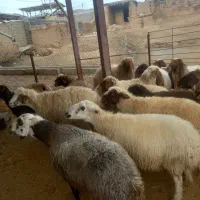 گوسفندچاقوقوچ چاق|حیوانات مزرعه|الشتر, |دیوار